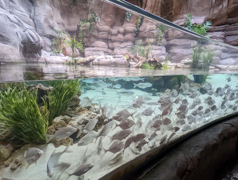 Underwater Soundscapes Creating Immersive Experiences