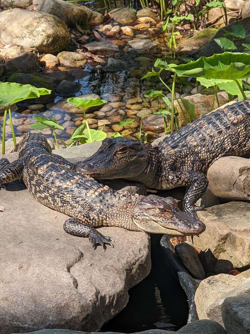 Seasonal Events Celebrating Wildlife