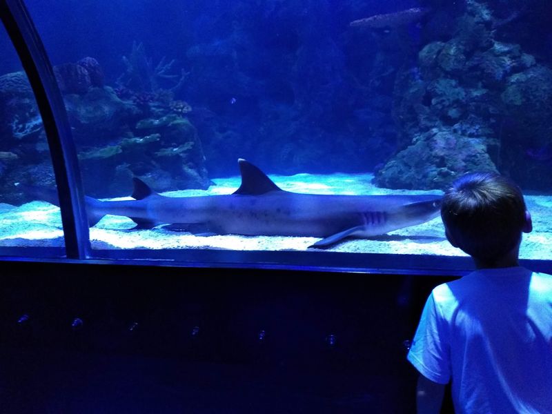 Educational Programs Designed For Family Learning