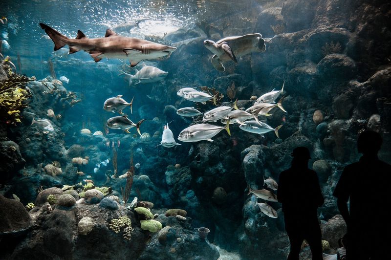 Educational Programs Focused On Ocean Conservation