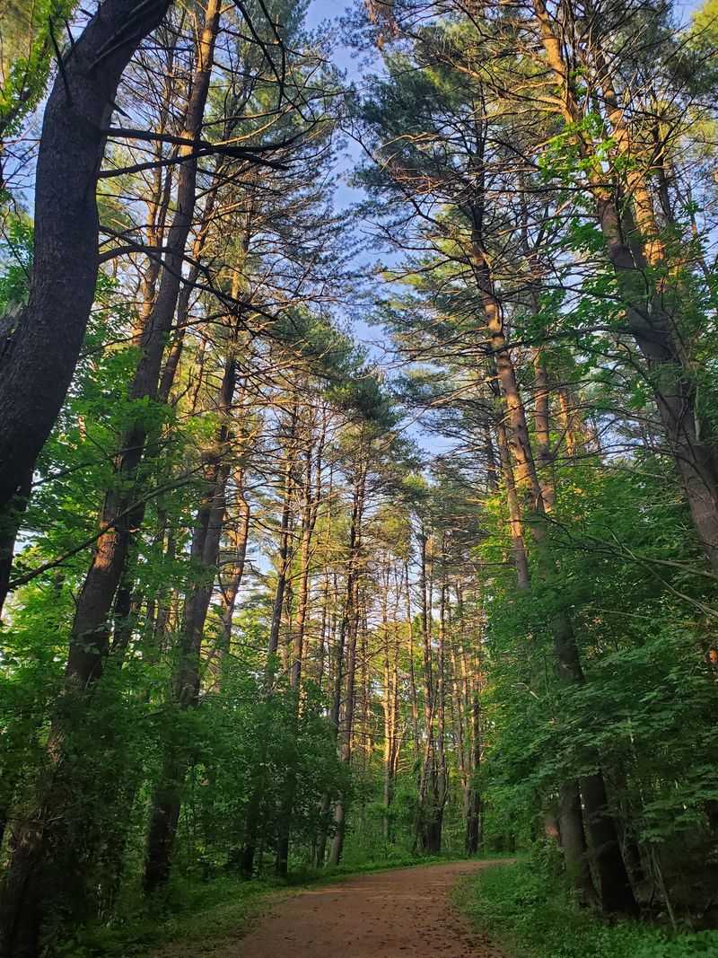 J.C. Phillips Nature Preserve: Mansion Ruins In The Pines
