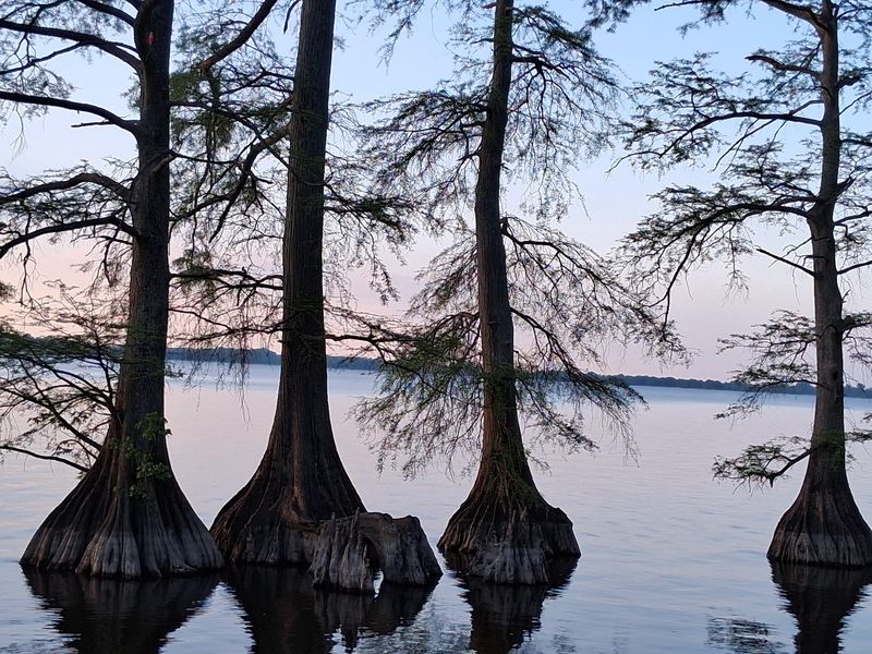 Reelfoot Lake, Tiptonville