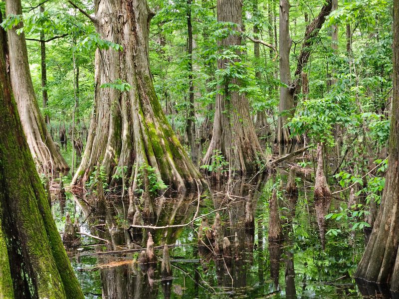 Embrace Nature's Calm