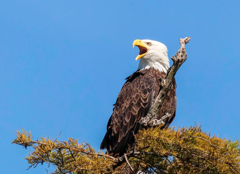 Eagles, Pelicans, And More Than 270 Bird Species