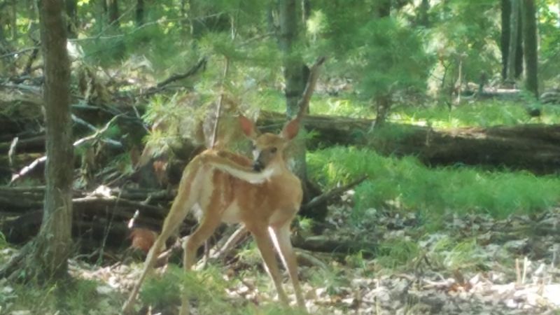 Wildlife Encounters At The Wildwood Wildlife Park