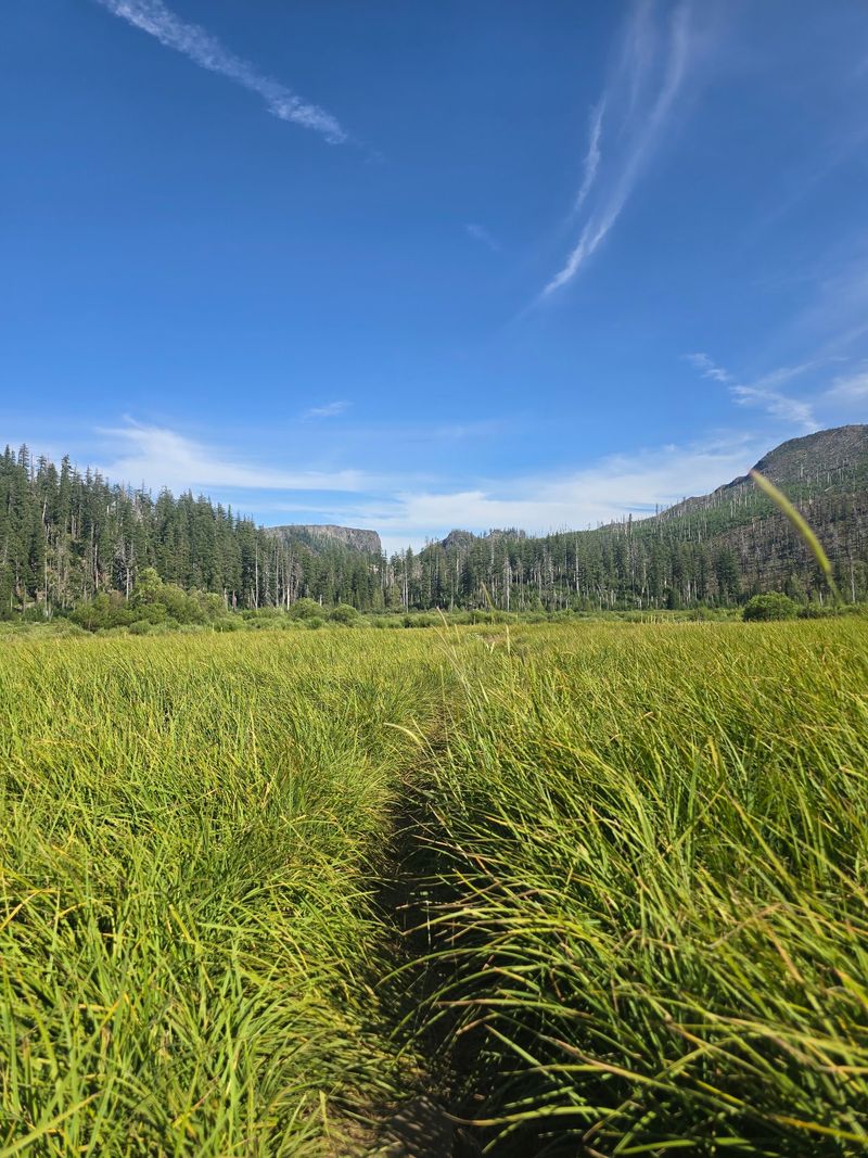 Meadow Season Has Charm