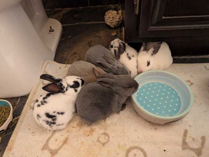 Monthly Events Where You Can Meet The Bunnies