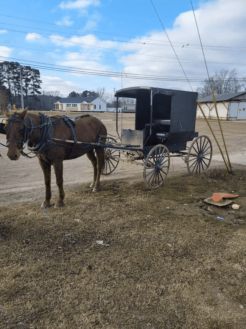 Horse-Drawn Buggies And A Glimpse Of Amish Life