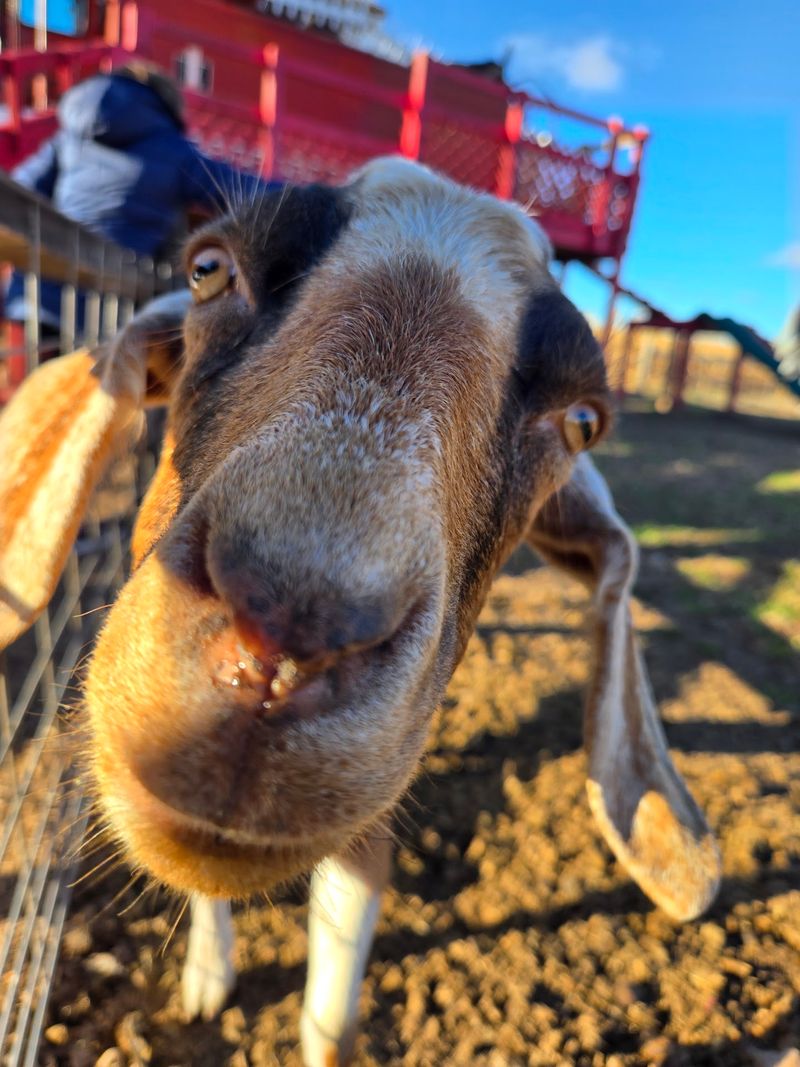 Meet The Goats And Newborn Calves