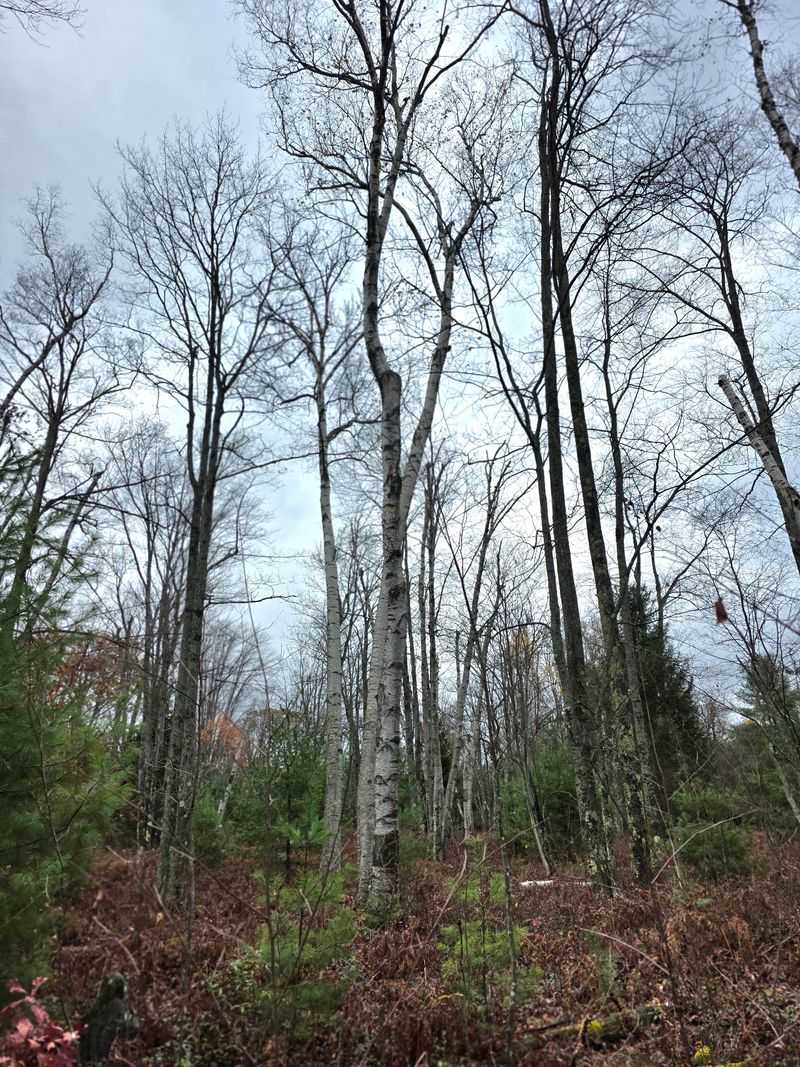 Marion Brooks Loop Trail