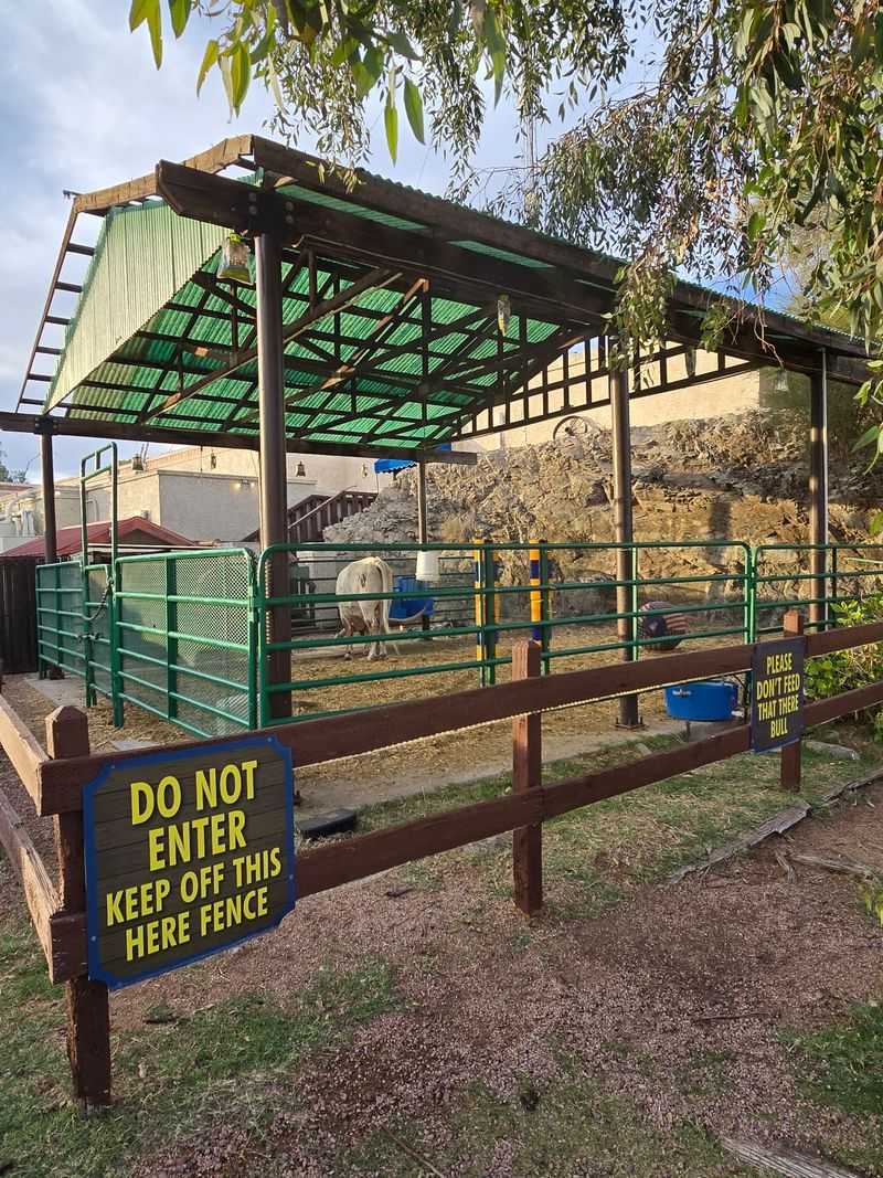 Meet Boots The Longhorn Before You Head Inside