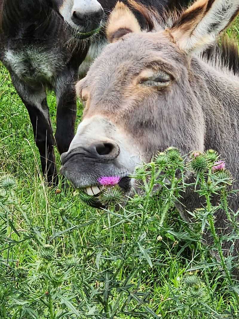 Walk A Donkey And Let The Good Times Amble Along