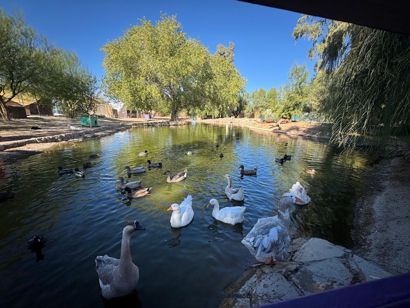 Ducks, Ponds, And A Shady Stroll