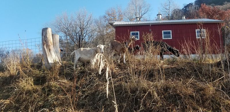Say Hello To The Goats While You Are There