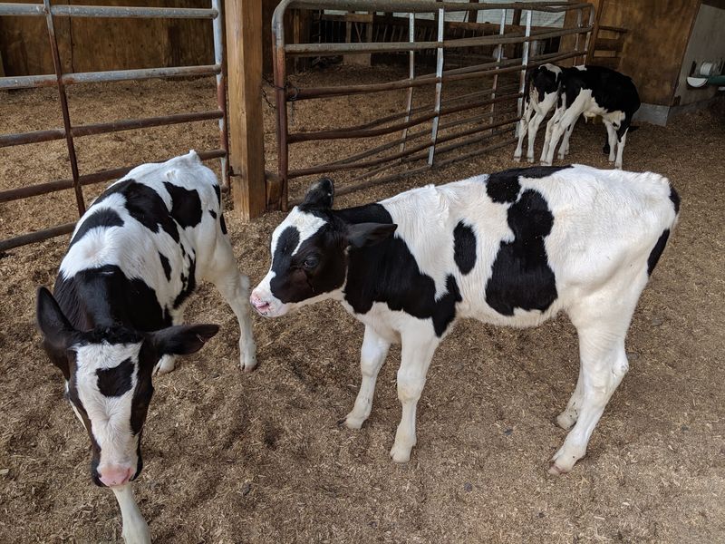 Bovine Meet And Greet From The Parking Lot