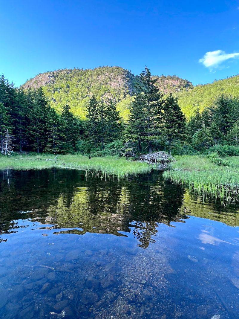 Loons, Beavers And Quiet Neighbors