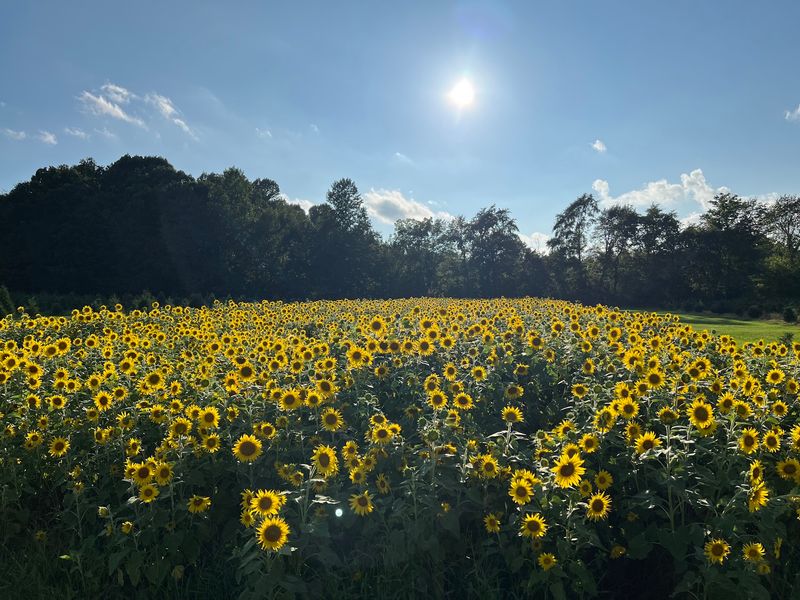 Big Sky Farm TN, Portland