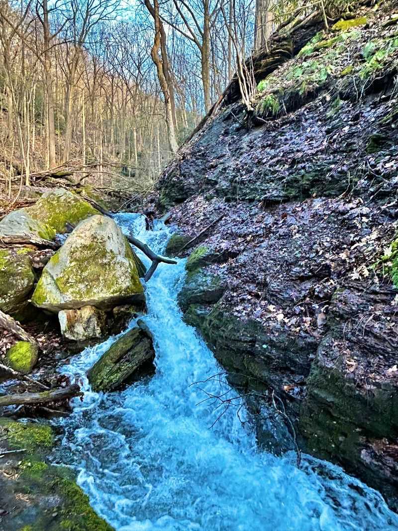 Charles F Lewis Natural Area