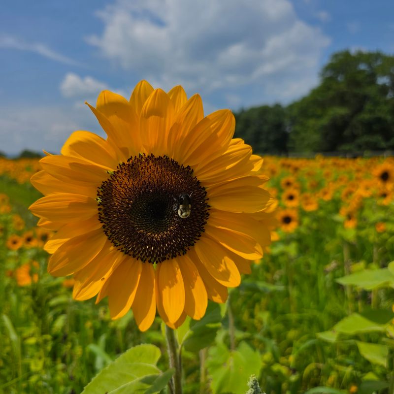 125,000 Sunflowers And More Than 20 Varieties To Explore