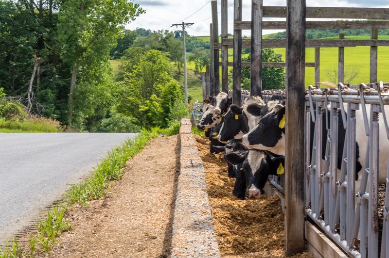 Five Generations Of Milking, Still Going