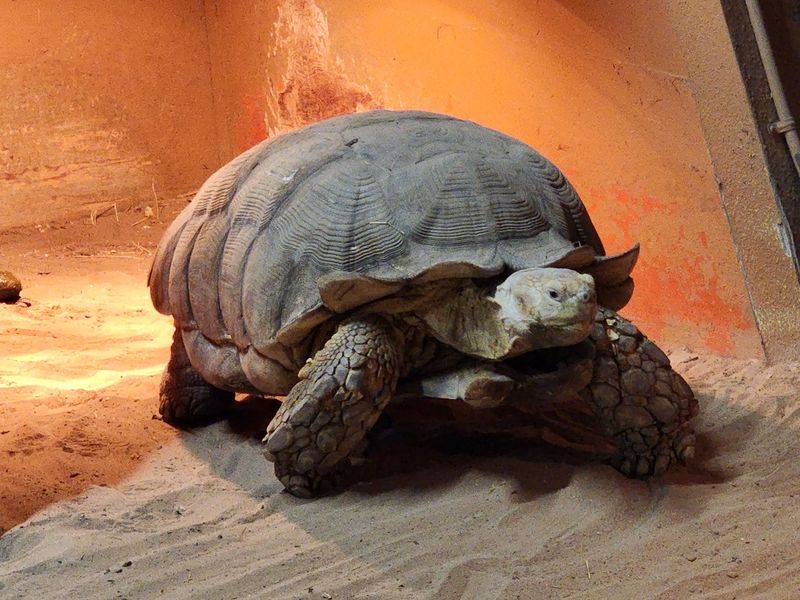 Turtles, Tortoises And Lizards