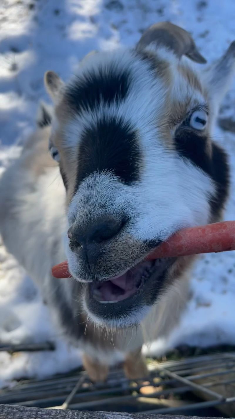 Feeding Time Is The Highlight For Kids