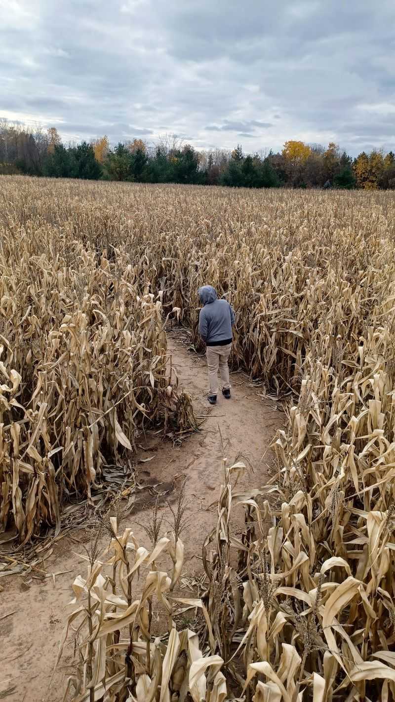 Wander The Twists And Turns Of The Corn Maze