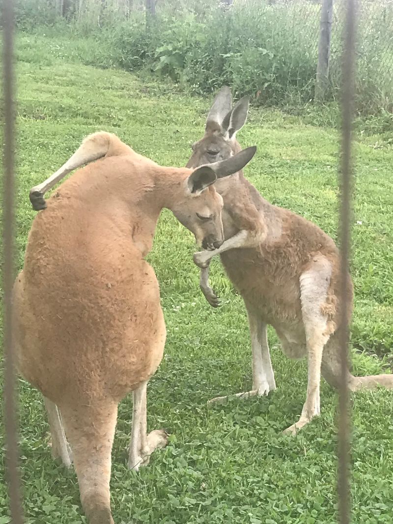 Wildlife Encounters Beyond The Ordinary