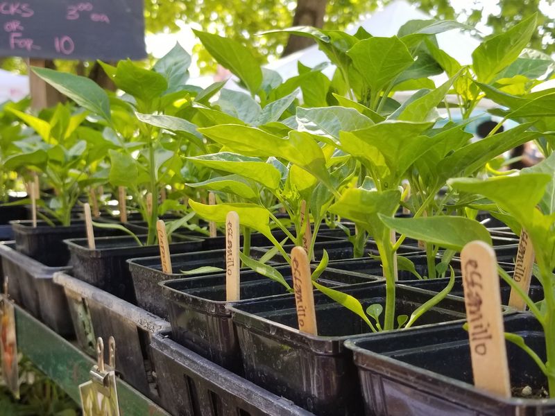 Why You Should Use Fresh Market Ingredients