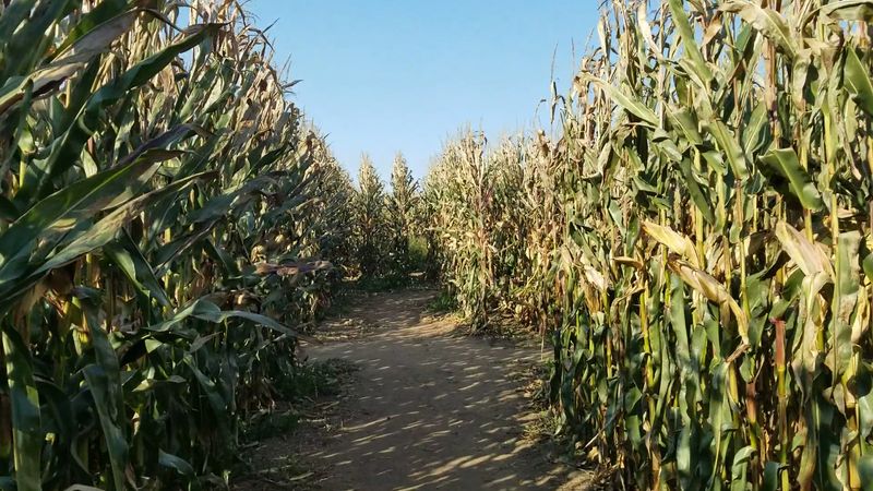 Get Lost In The Fall Corn Maze And Pumpkin Patch