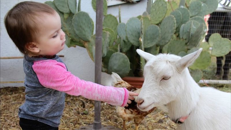 Goats That Follow You Around Like Puppies