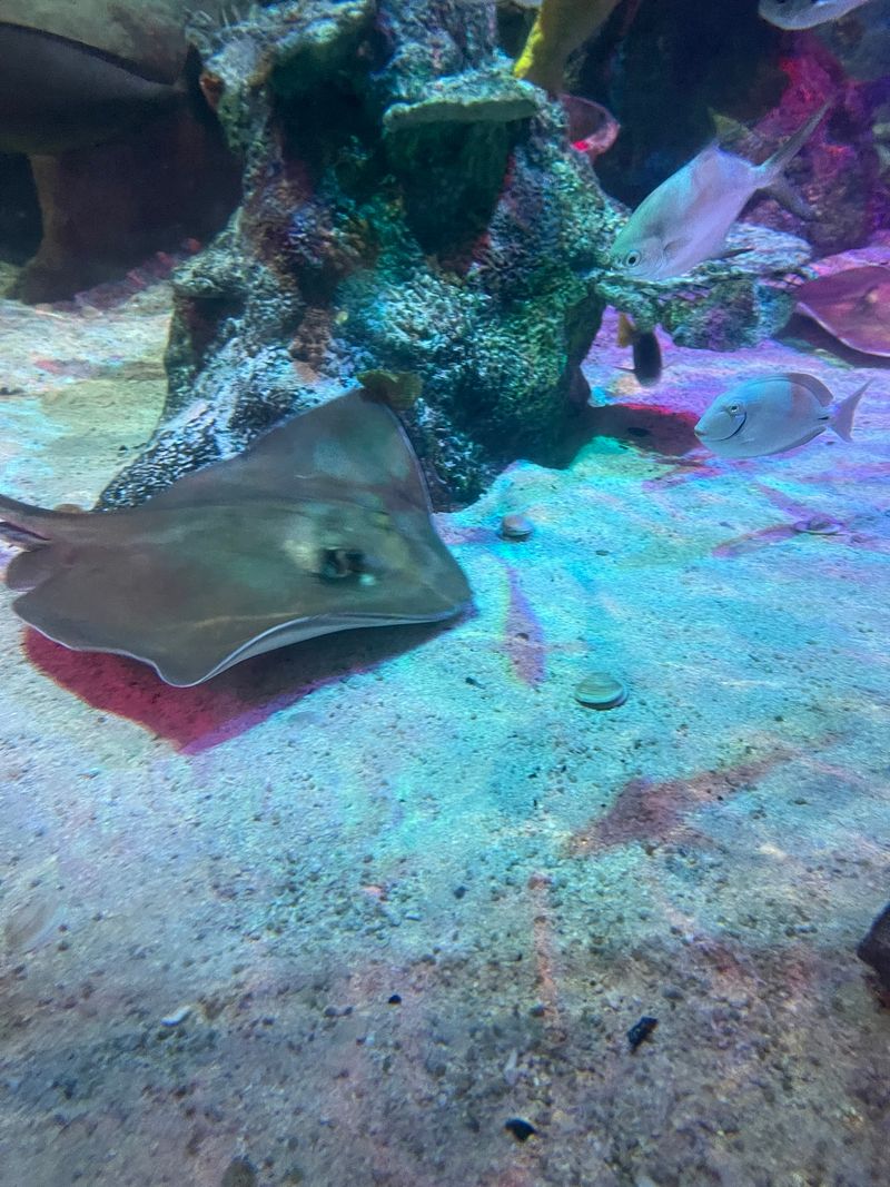 Jellies And Seahorse Serenity