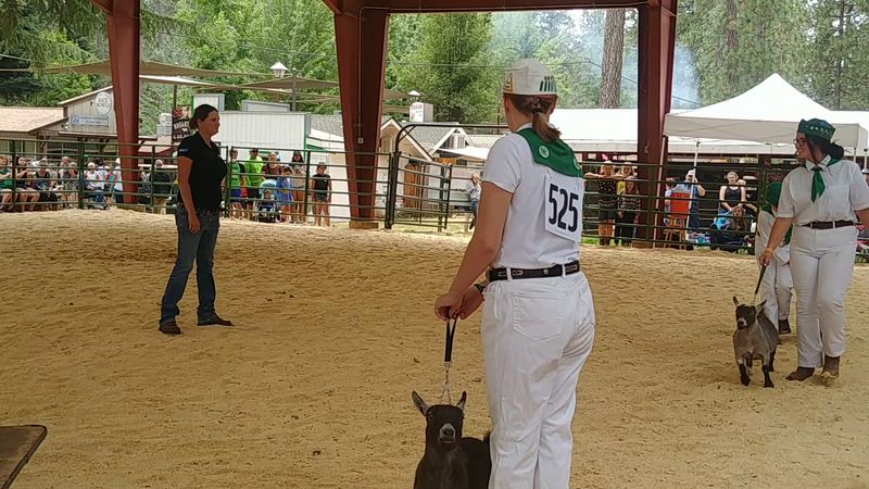 Barns Full Of Hardworking Young Exhibitors