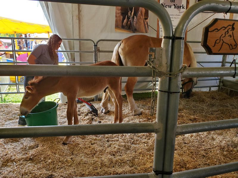 Horses, Mules, And Oxen Take Center Ring