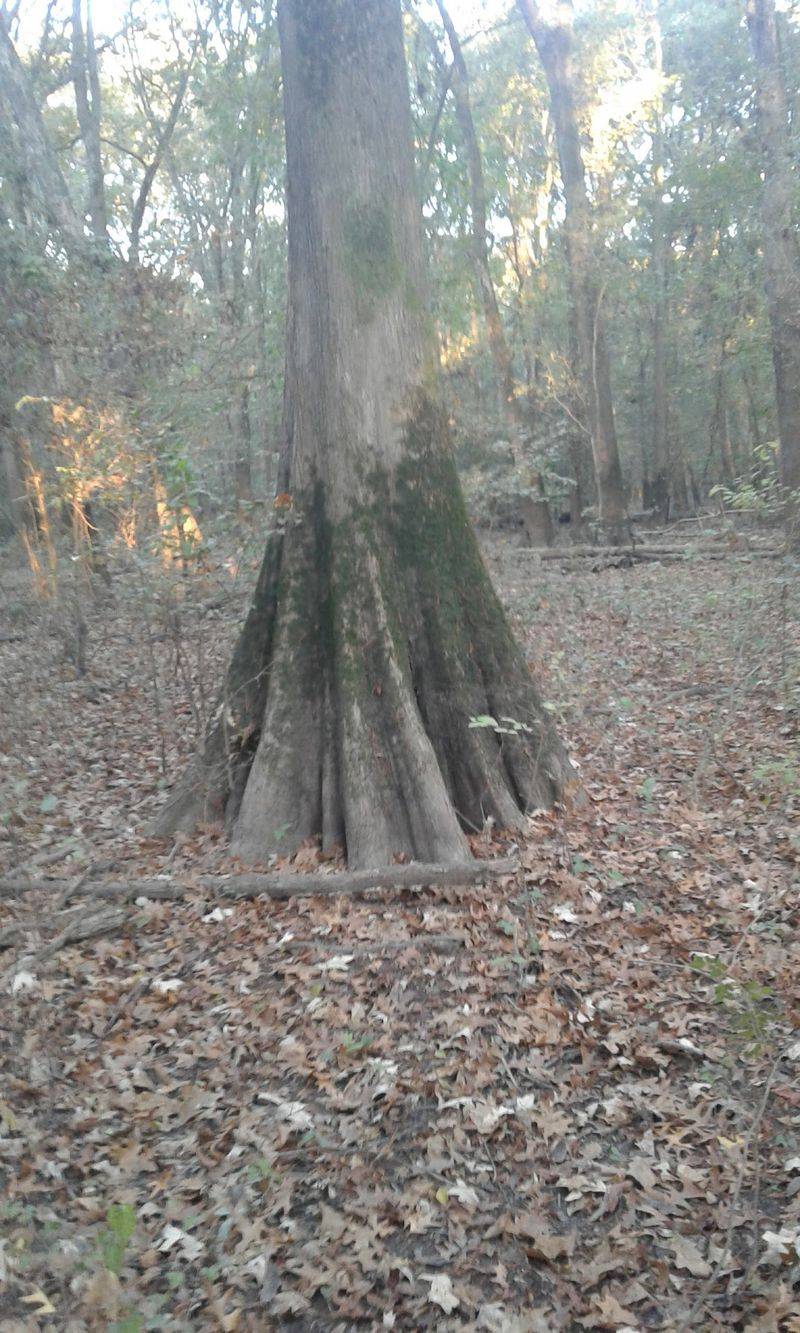 Cache River National Wildlife Refuge