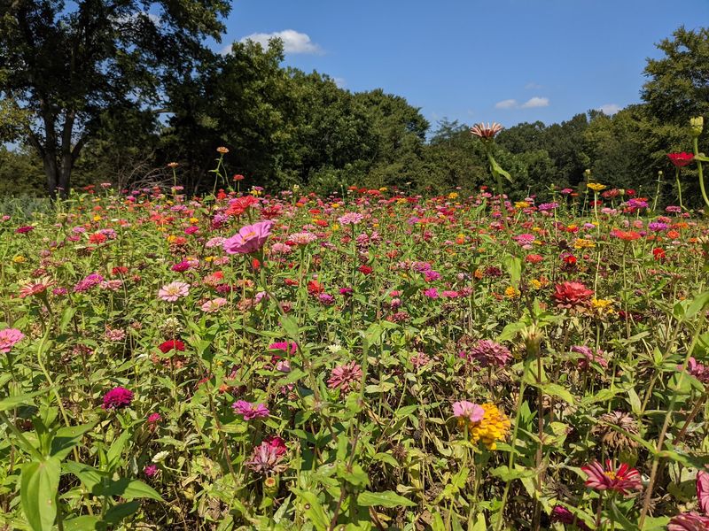 Cedar Hill Farm Saves Its Best Light For Sunset
