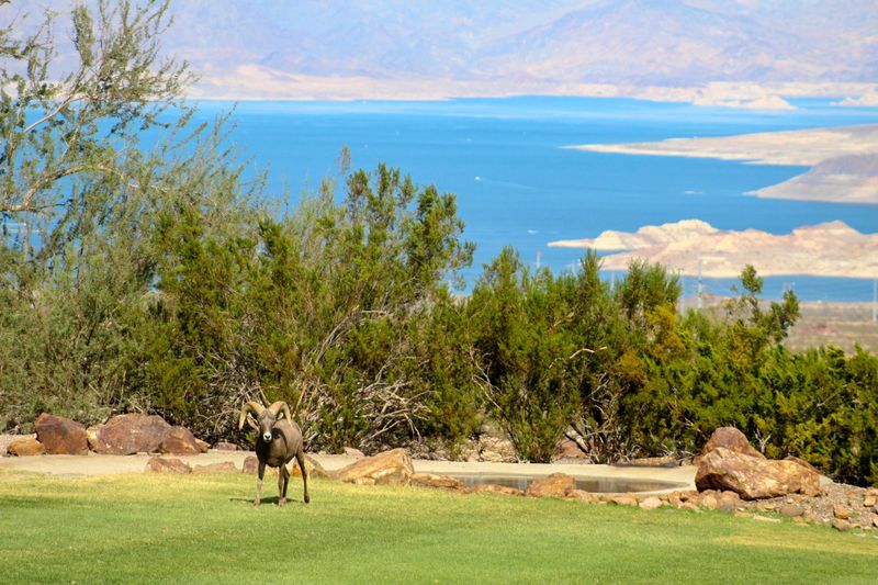 Lake Mead Views From A Hillside Lawn