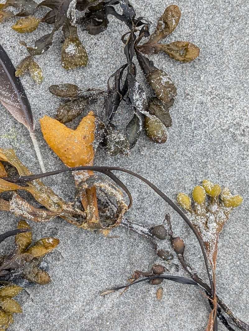 Seaweed, Bog Smells, And Why Regulars Shrug