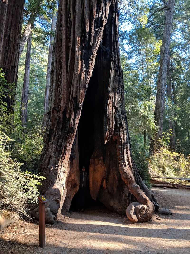 Big Basin Redwoods State Park