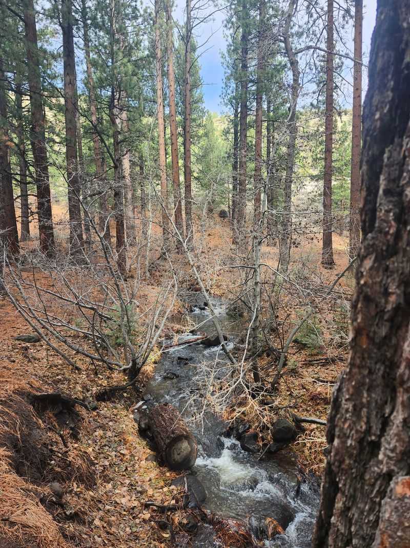 Trout, Wildlife, And Small Surprises