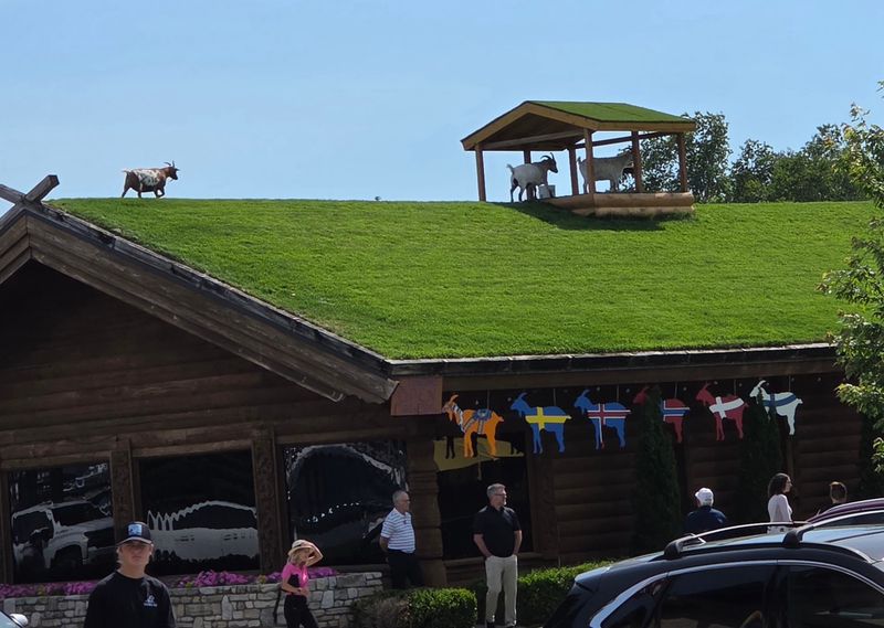 Goats On The Roof At Al Johnson's Swedish Restaurant