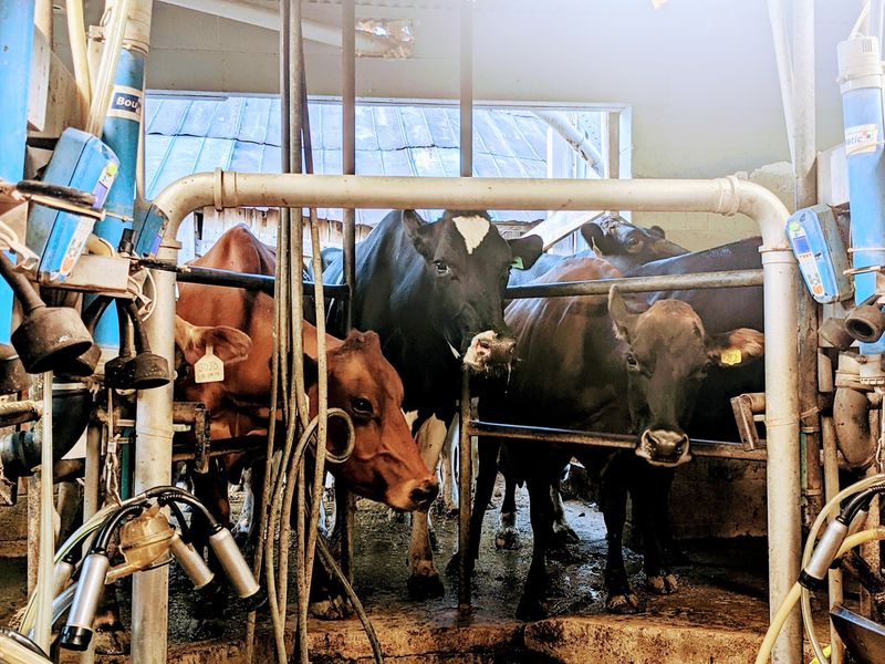 Hatcher Family Dairy, College Grove