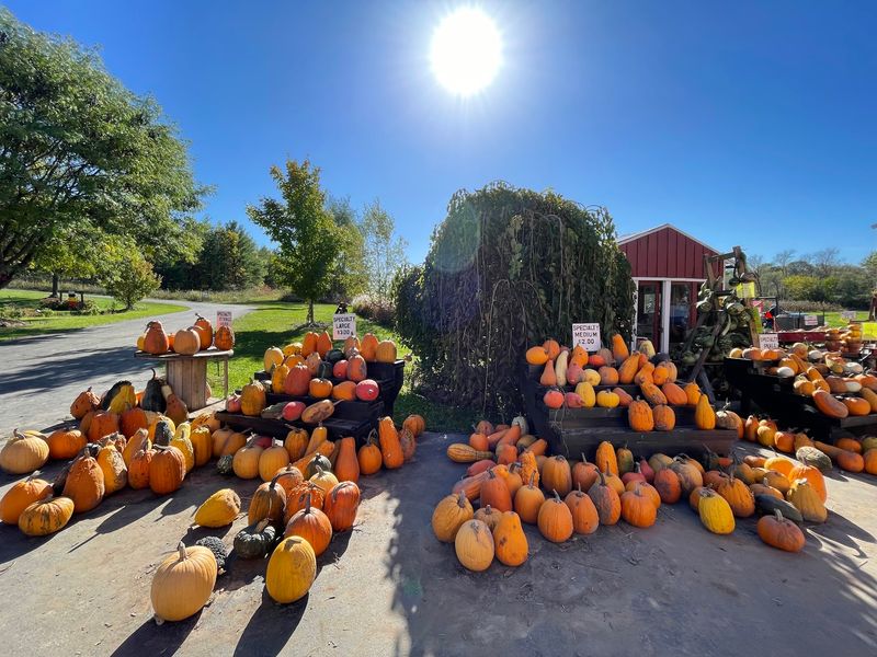 Anderson's Pleasant Patch Pumpkins Brings Small-Farm Character To Cottage Grove
