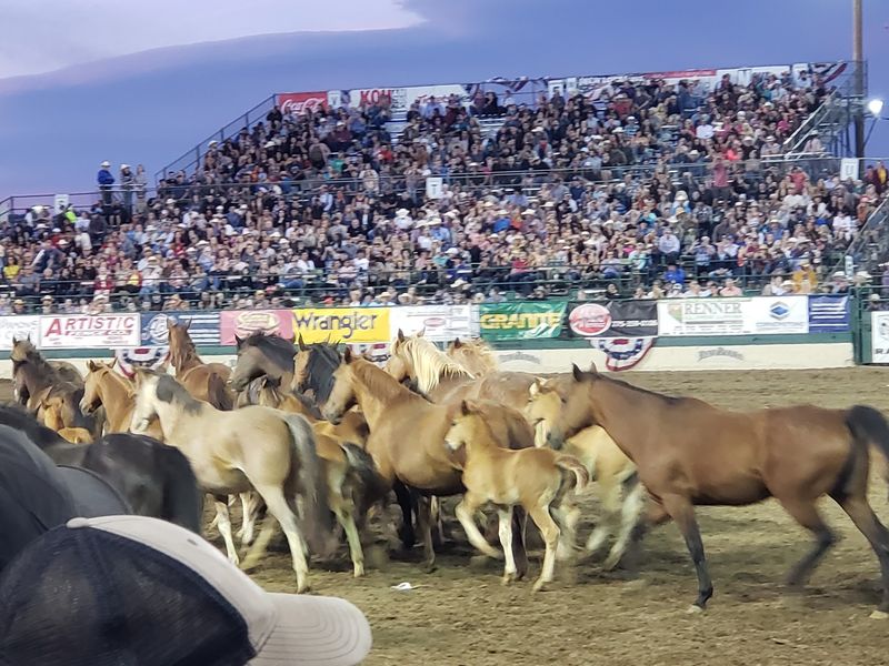 The Cattle Drive That Rolls Into Town