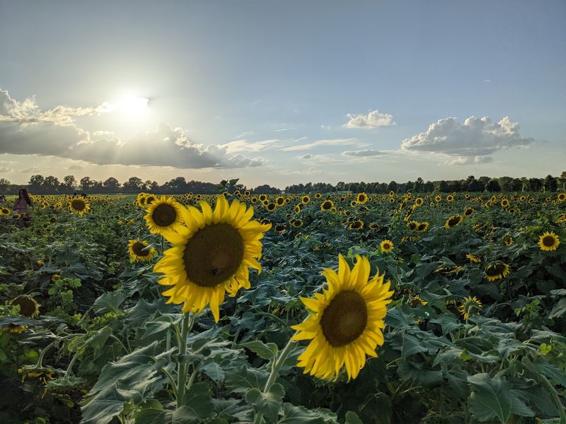 Agricenter Sunflower Field, Memphis
