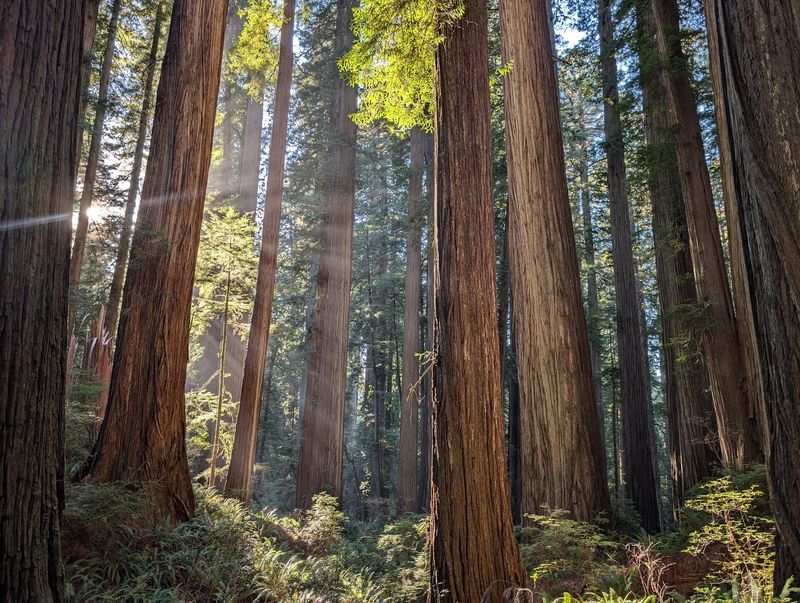Redwood Forests Just Up The Road