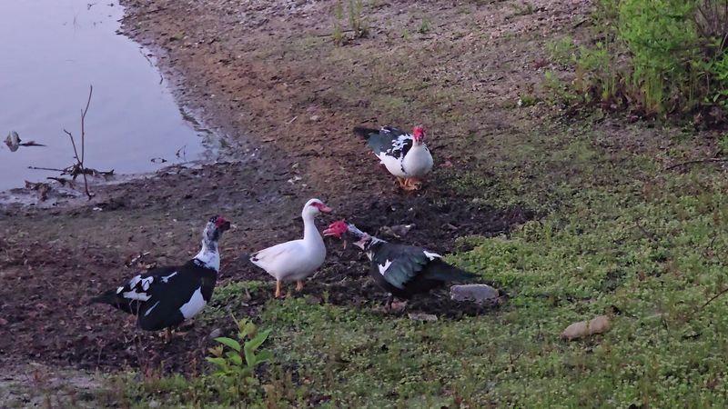 Conservation Efforts Protecting The Lake