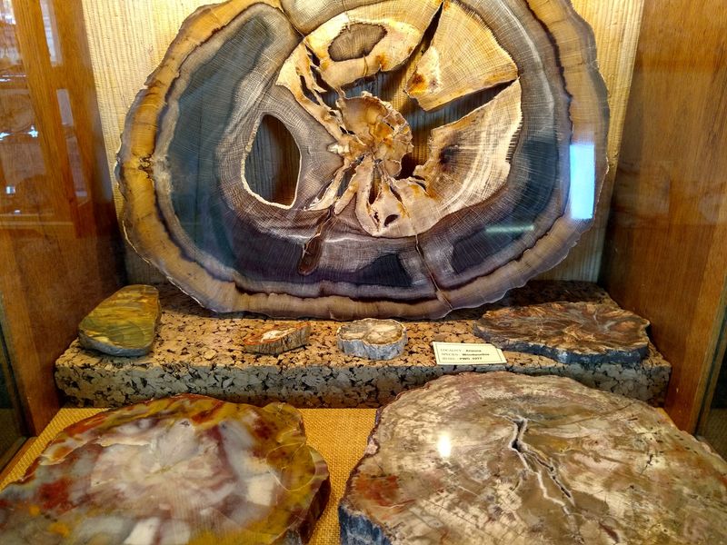 Ancient Fossils And Petrified Wood