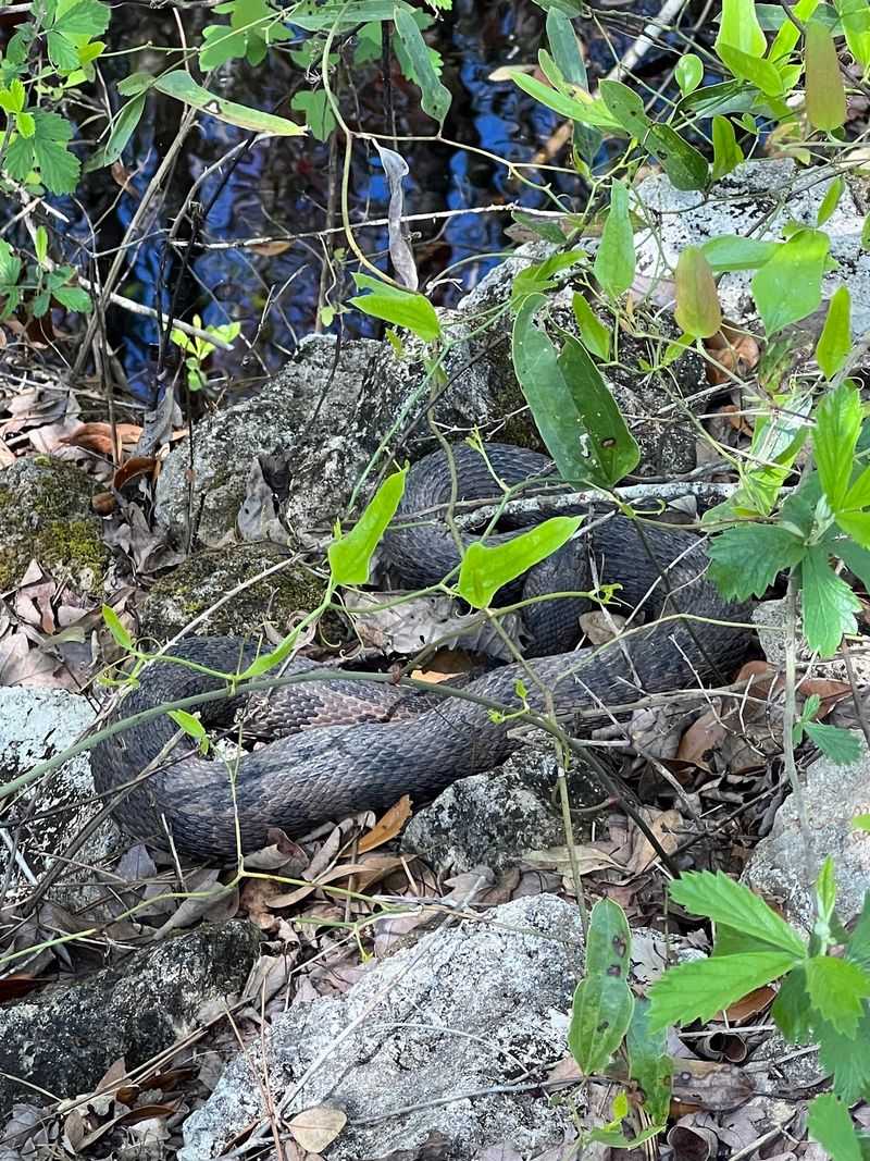 Apalachicola National Forest