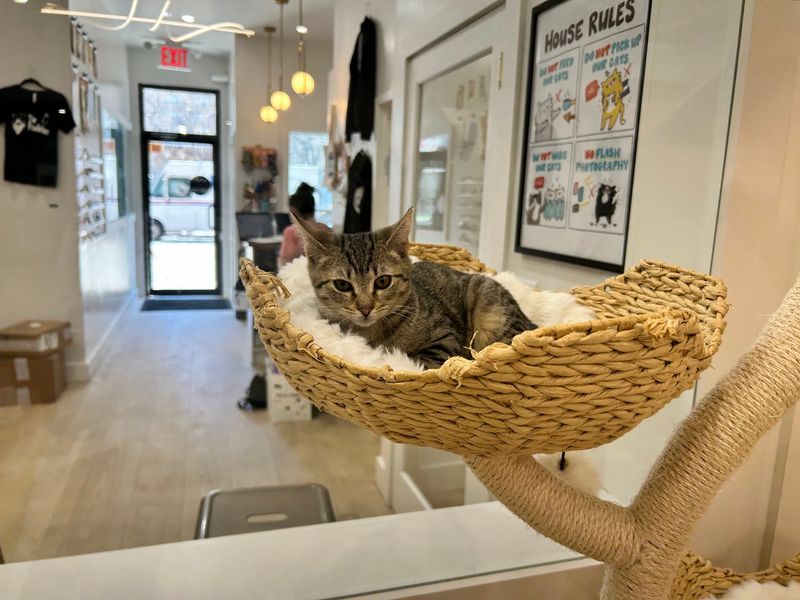 Meow Parlour — 43 Essex St, New York, NY 10002